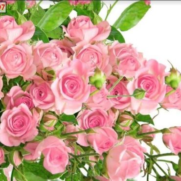 mẫu tranh in hoa hồng đẹp